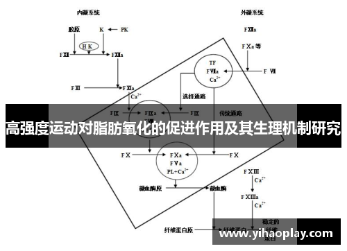 高强度运动对脂肪氧化的促进作用及其生理机制研究