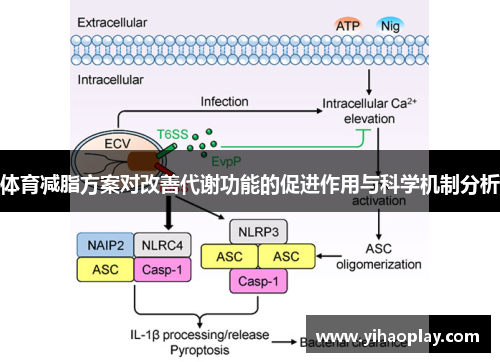 体育减脂方案对改善代谢功能的促进作用与科学机制分析